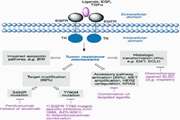 مقاومت به Sunitinib یک چالش جدی برای درمان سرطان سلول های کلیوی پیشرفته و متاستاتیک (RCC) 