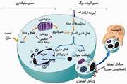 آسیب DNA در سرطان پروستات توسط مسدود کردن سنتز لیپیدها