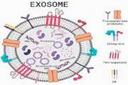 اثرات تعدیل‌کننده ایمنی و کاربرد بالینی اگزوزوم‌های مشتق از سلول‌های بنیادی مزینکایمال