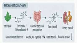 First reported stevia-containing human urinary calculi