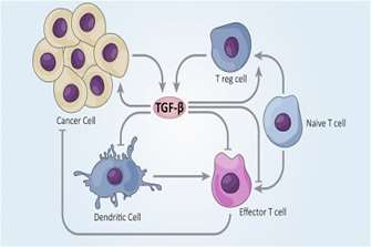 TβRI مهاجرت و متاستاز را از طریق Thrombospondin 1 و ITGAV در سلول های سرطان پروستات تحریک می کند