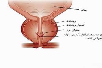  یک سوئیچ سیگنالینگ مبتنی بر TBX2 از گیرنده آندروژن به گیرنده گلوکوکورتیکوئید سبب ایجاد مقاومت درمانی در سرطان پروستات می شود.